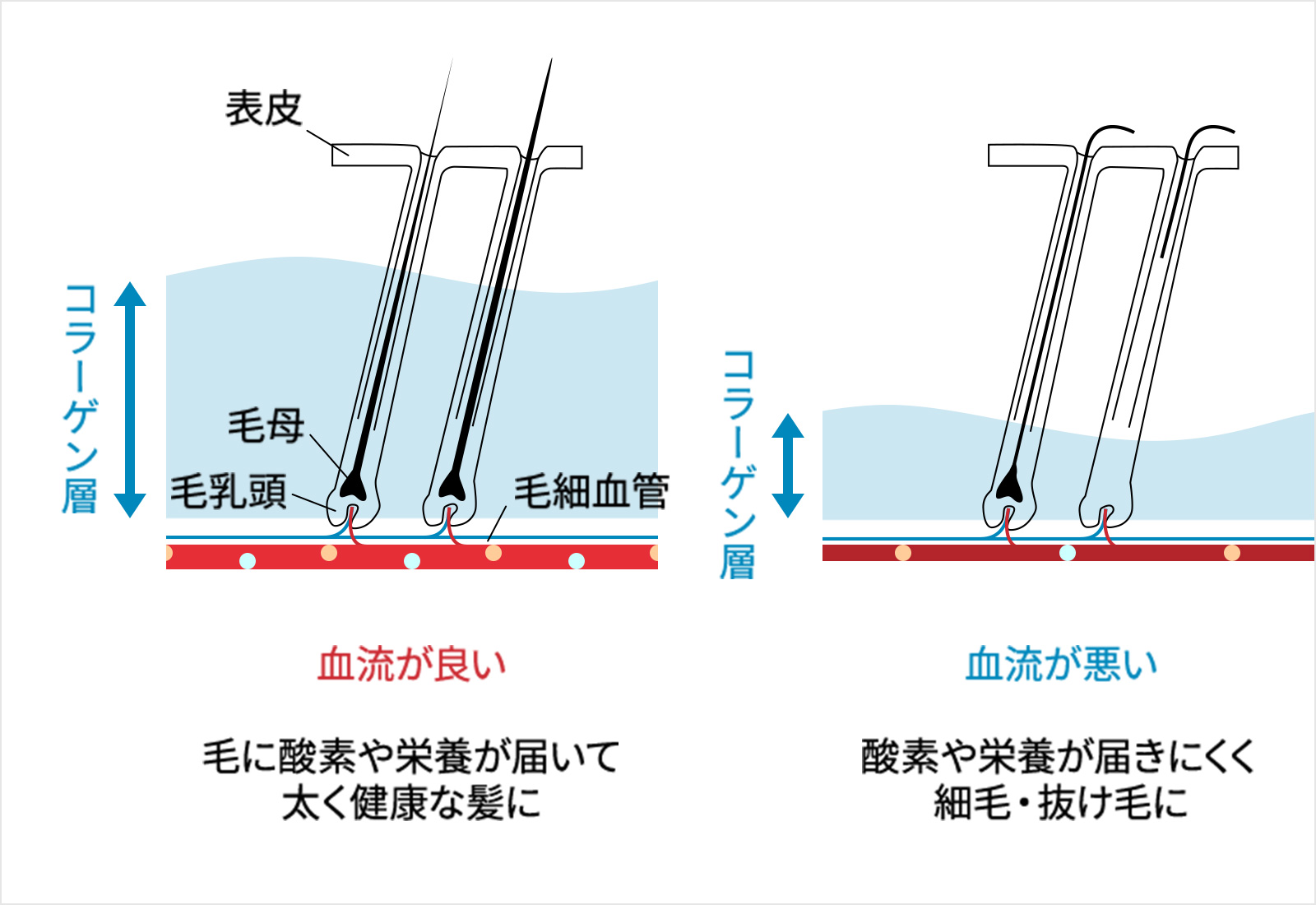 栄養は毛細血管から届く