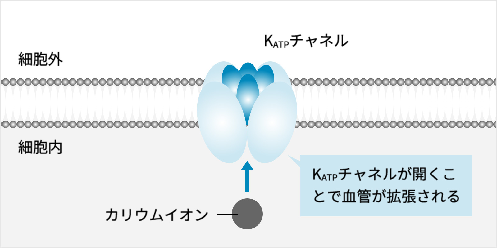 毛乳頭細胞にあるKATPチャネル